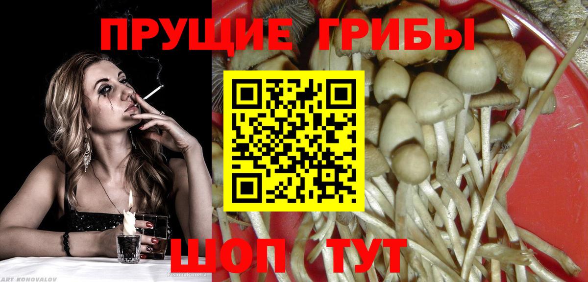 Псилоцибиновые грибы Psilocybine cubensis Красный Сулин